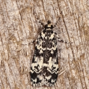 Scoparia exhibitalis at Melba, ACT - 5 Mar 2021