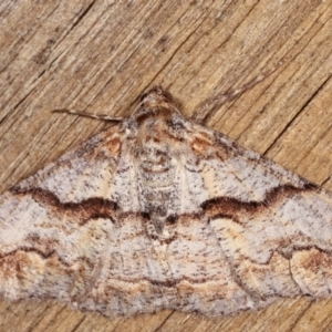 Gastrinodes bitaeniaria at Melba, ACT - 5 Mar 2021 10:49 PM