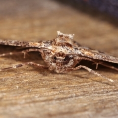 Gastrinodes bitaeniaria at Melba, ACT - 5 Mar 2021