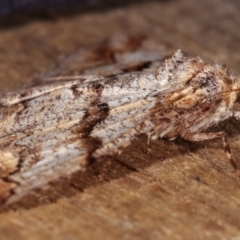 Gastrinodes bitaeniaria at Melba, ACT - 5 Mar 2021 10:49 PM