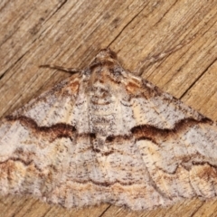 Gastrinodes bitaeniaria at Melba, ACT - 5 Mar 2021