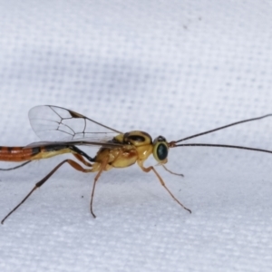 Ichneumonidae (family) at Melba, ACT - 5 Mar 2021