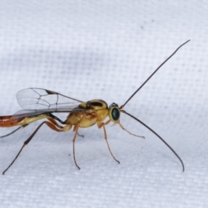 Ichneumonidae (family) at Melba, ACT - 5 Mar 2021