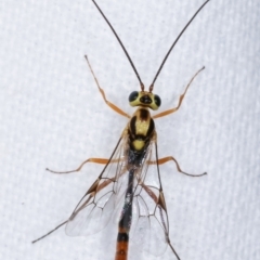 Ichneumonidae (family) at Melba, ACT - 5 Mar 2021