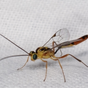 Ichneumonidae (family) at Melba, ACT - 5 Mar 2021 10:50 PM