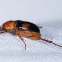 Phyllotocus bimaculatus at Melba, ACT - 5 Mar 2021