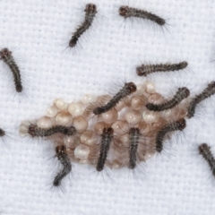 Lepidoptera unclassified IMMATURE (caterpillar or pupa or cocoon) at Melba, ACT - 5 Mar 2021 by kasiaaus