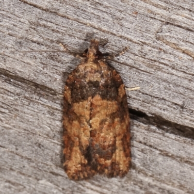 Thrincophora impletana (a Tortrix moth) at Melba, ACT - 5 Mar 2021 by kasiaaus