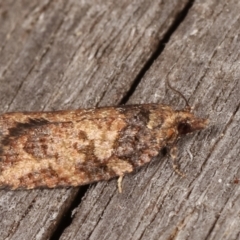 Thrincophora impletana at Melba, ACT - 5 Mar 2021