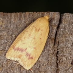 Heteroteucha occidua (A concealer moth (Wingia group)) at Melba, ACT - 5 Mar 2021 by kasiaaus