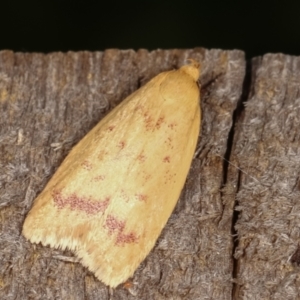 Heteroteucha occidua at Melba, ACT - 5 Mar 2021 10:55 PM