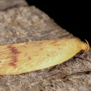 Heteroteucha occidua at Melba, ACT - 5 Mar 2021