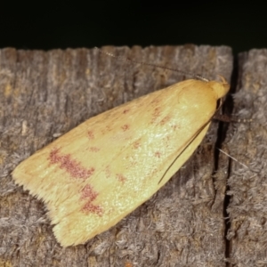 Heteroteucha occidua at Melba, ACT - 5 Mar 2021