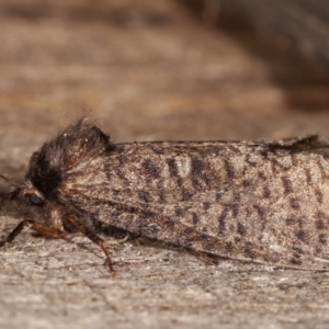 Trigonocyttara clandestina at Melba, ACT - 5 Mar 2021 11:09 PM