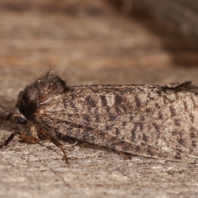 Trigonocyttara clandestina (Less-stick Case Moth) at Melba, ACT - 5 Mar 2021 by kasiaaus