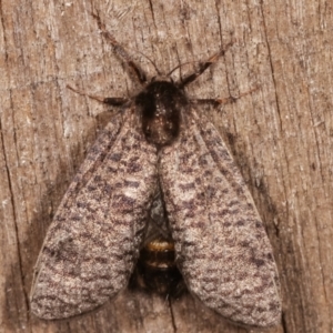 Trigonocyttara clandestina at Melba, ACT - 5 Mar 2021