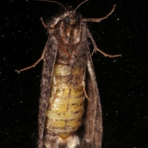 Trigonocyttara clandestina at Melba, ACT - 5 Mar 2021