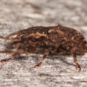 Mandalotus sp. (genus) at Melba, ACT - 5 Mar 2021 11:06 PM