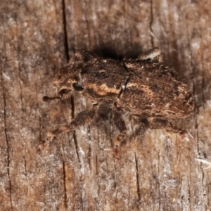 Mandalotus sp. (genus) at Melba, ACT - 5 Mar 2021