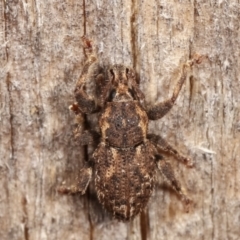 Mandalotus sp. (genus) at Melba, ACT - 5 Mar 2021