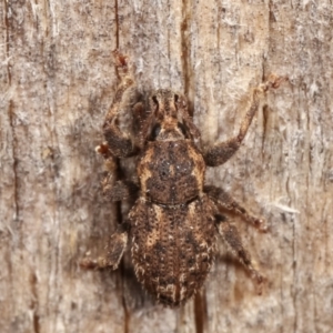 Mandalotus sp. (genus) at Melba, ACT - 5 Mar 2021 11:06 PM