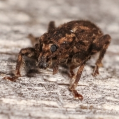 Mandalotus sp. (genus) at Melba, ACT - 5 Mar 2021