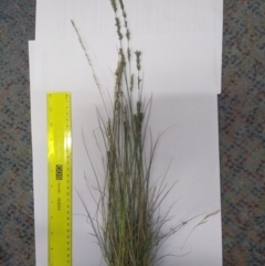 Eragrostis elongata (Clustered Lovegrass) at Farrer Ridge - 9 Mar 2021 by Greggy
