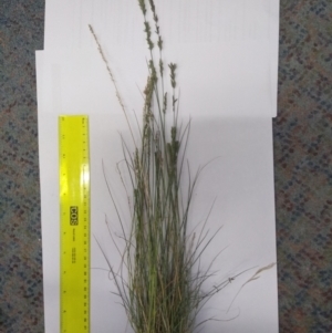 Eragrostis elongata at Tuggeranong DC, ACT - 9 Mar 2021