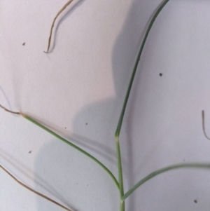 Eragrostis elongata at Tuggeranong DC, ACT - 9 Mar 2021