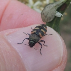 Castiarina sexplagiata (Jewel beetle) at Pollinator-friendly garden Conder - 2 Jan 2021 by michaelb