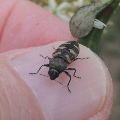 Castiarina sexplagiata (Jewel beetle) at Conder, ACT - 2 Jan 2021 by MichaelBedingfield