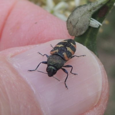 Castiarina sexplagiata (Jewel beetle) at Conder, ACT - 2 Jan 2021 by MichaelBedingfield