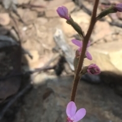 Stylidium graminifolium (grass triggerplant) at Bimberi, NSW - 6 Mar 2021 by Tapirlord