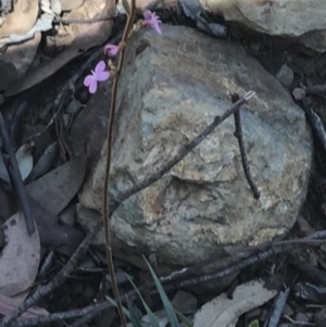 Stylidium graminifolium at Bimberi, NSW - 6 Mar 2021
