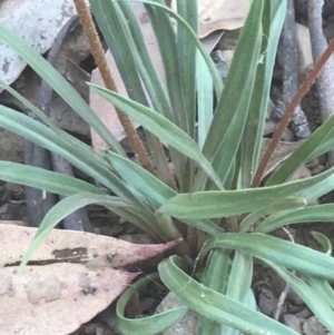 Stylidium graminifolium at Bimberi, NSW - 6 Mar 2021