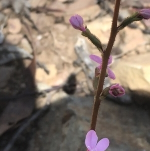 Stylidium graminifolium at Bimberi, NSW - 6 Mar 2021