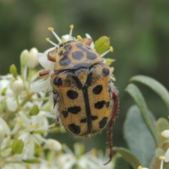 Neorrhina punctatum (Spotted flower chafer) at Conder, ACT - 2 Jan 2021 by MichaelBedingfield