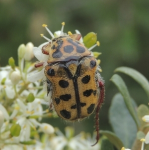 Neorrhina punctatum at Conder, ACT - 2 Jan 2021