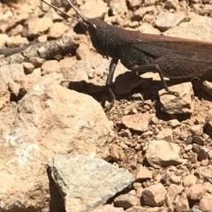 Goniaea opomaloides (Mimetic Gumleaf Grasshopper) at Bimberi, NSW - 6 Mar 2021 by Tapirlord