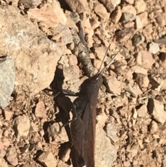 Goniaea opomaloides at Bimberi, NSW - 6 Mar 2021 02:34 PM