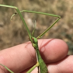 Didymuria violescens (Spur-legged stick insect) at Tantangara, NSW - 6 Mar 2021 by Tapirlord