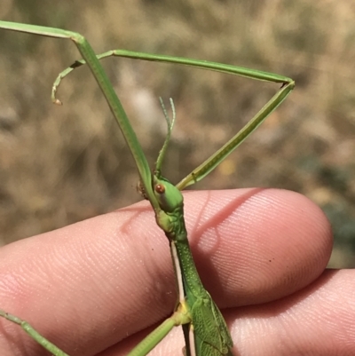 Didymuria violescens (Spur-legged stick insect) at Tantangara, NSW - 6 Mar 2021 by Tapirlord