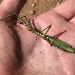 Didymuria violescens at Tantangara, NSW - 6 Mar 2021