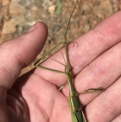 Didymuria violescens at Tantangara, NSW - 6 Mar 2021