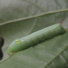 Hippotion celerio (Vine Hawk Moth) at Conder, ACT - 2 Jan 2021 by MichaelBedingfield