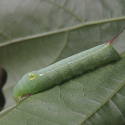 Hippotion celerio (Vine Hawk Moth) at Pollinator-friendly garden Conder - 2 Jan 2021 by michaelb