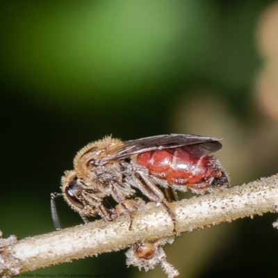 Lasioglossum (Parasphecodes) sp. (genus & subgenus) (Halictid bee) at ANBG - 8 Mar 2021 by Roger