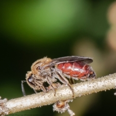 Lasioglossum (Parasphecodes) sp. (genus & subgenus) (Halictid bee) at Acton, ACT - 8 Mar 2021 by Roger