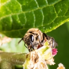 Lasioglossum (Parasphecodes) sp. (genus & subgenus) at Acton, ACT - 9 Mar 2021