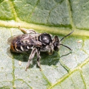 Lipotriches (Austronomia) australica at Acton, ACT - 9 Mar 2021